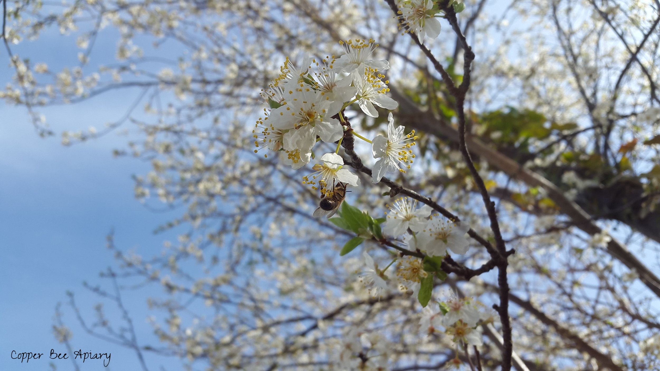 Forager on blackthorn