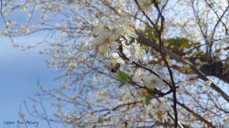Forager on blackthorn