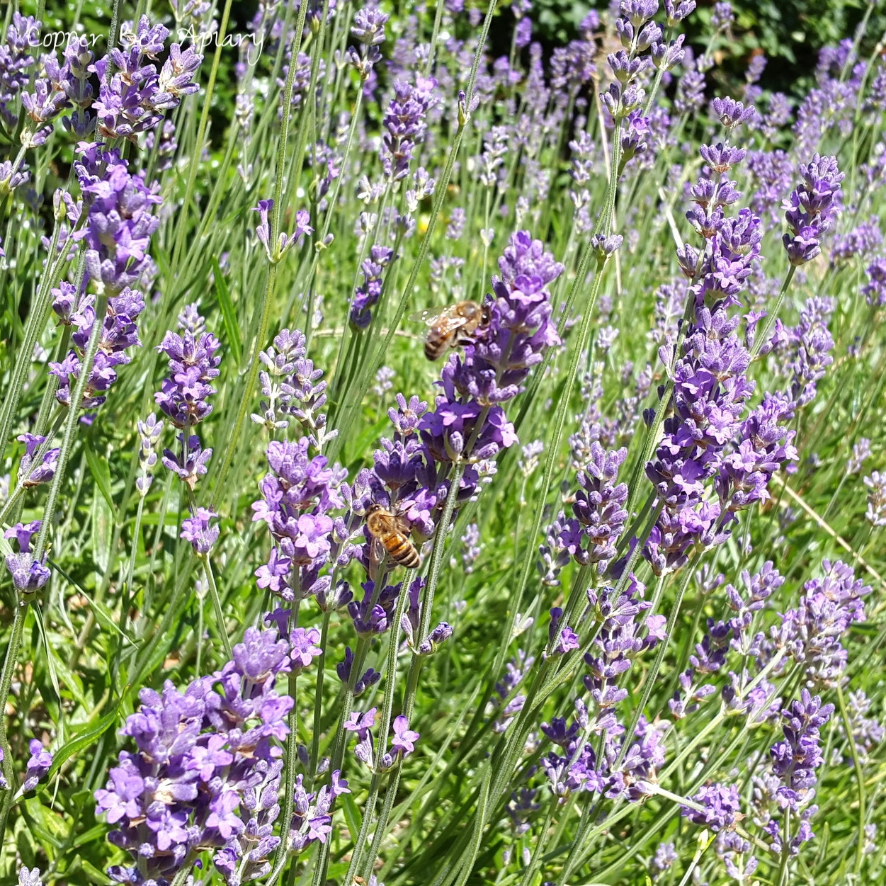Bees on Lavender