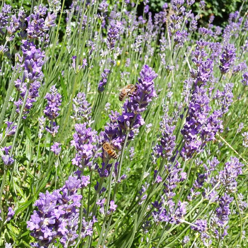 Bees on Lavender