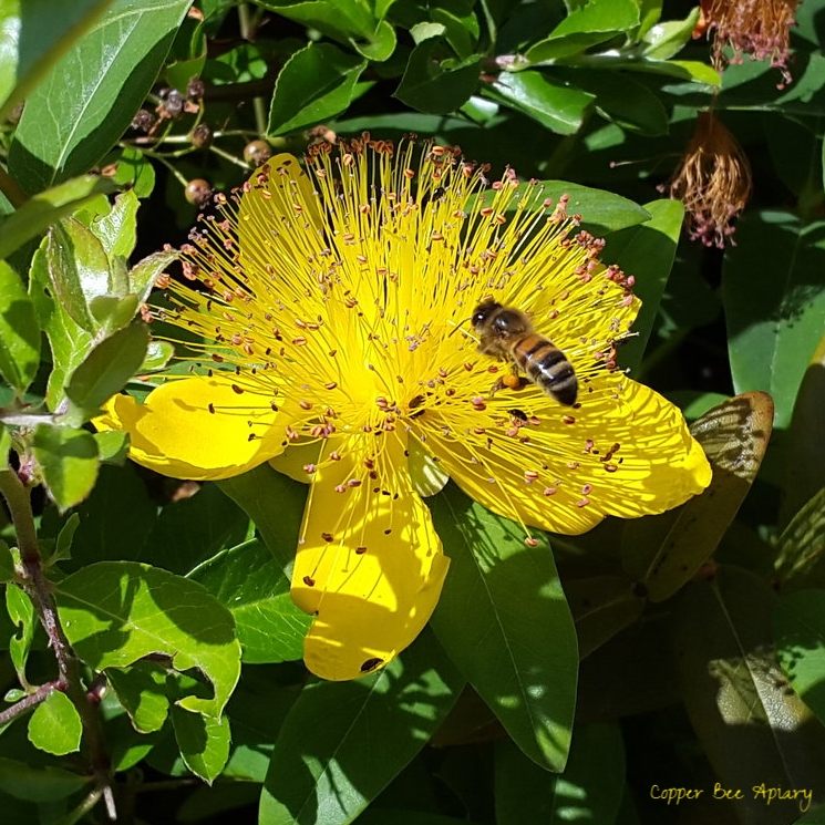Pollen Foraging