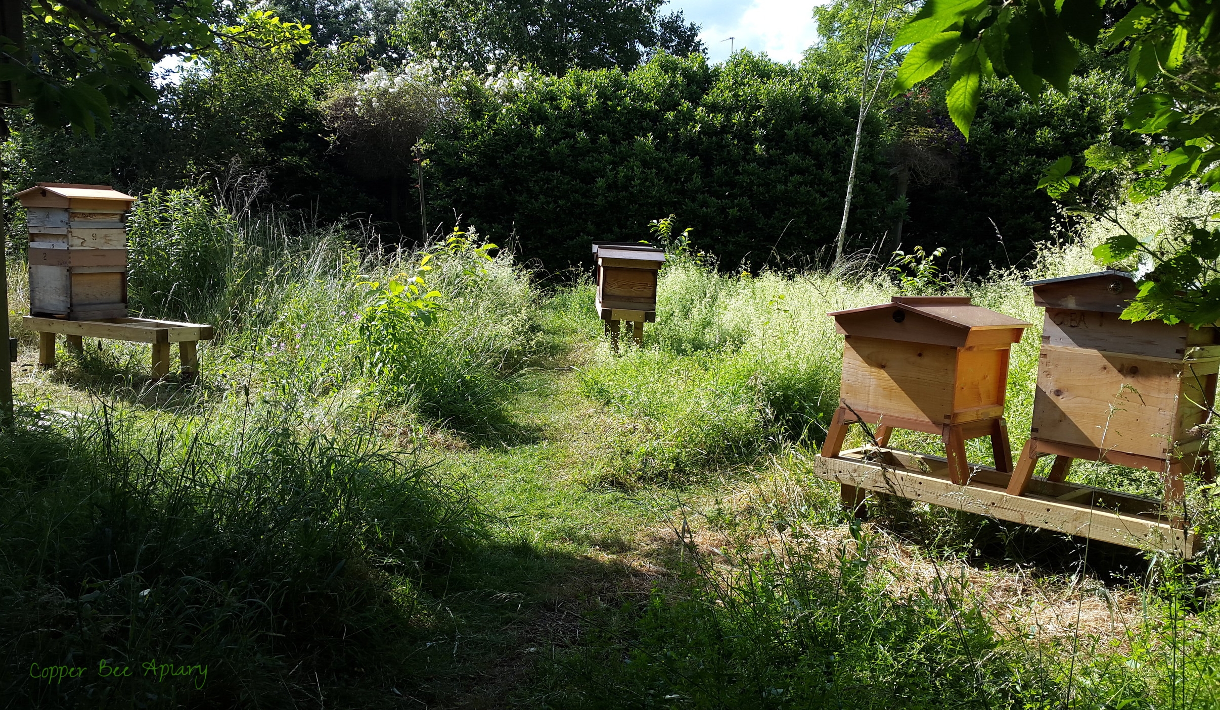 Summer Apiary