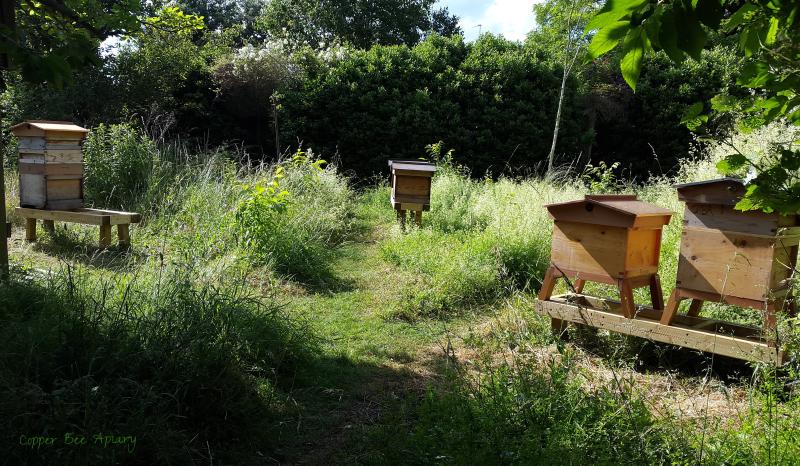 Summer Apiary