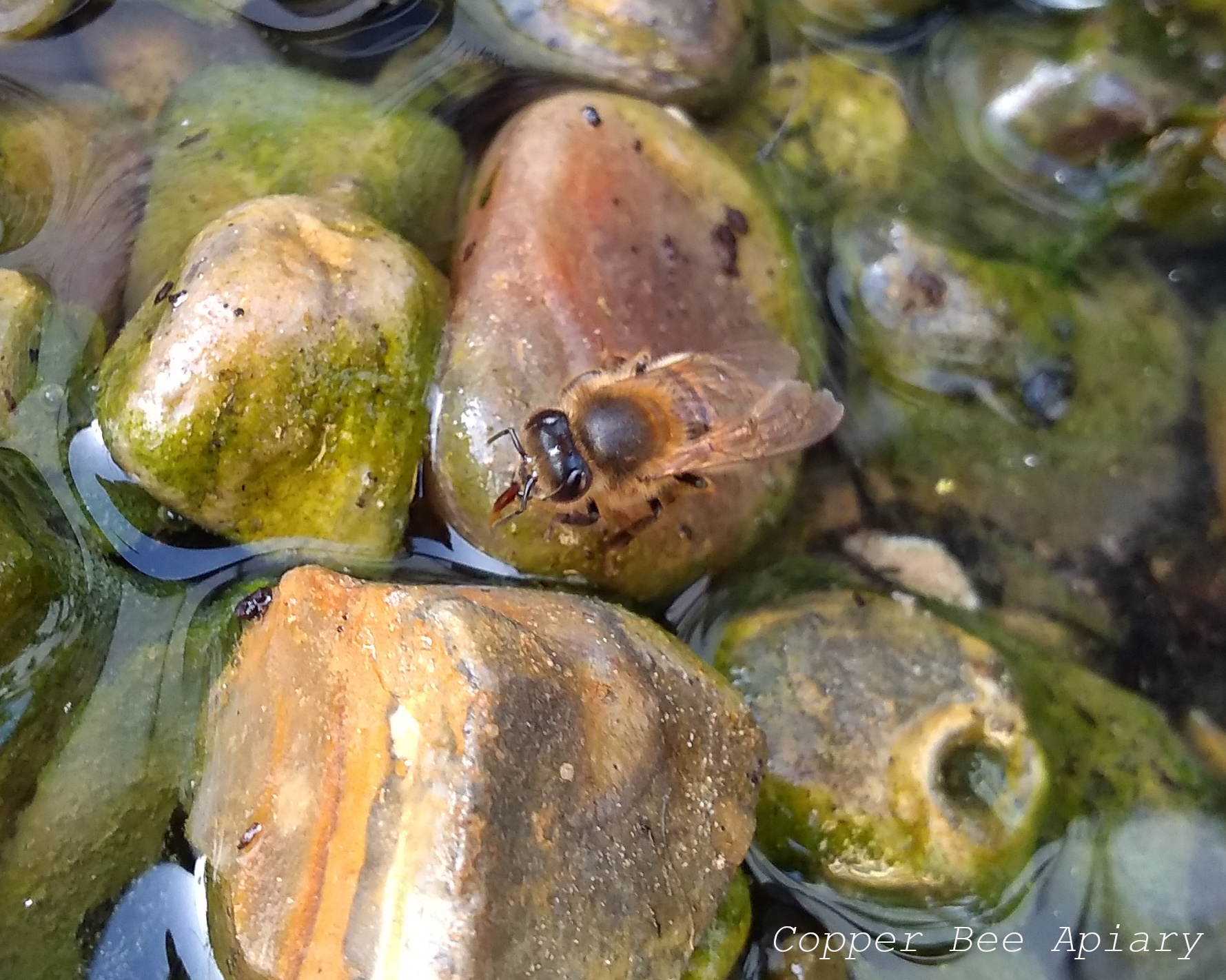 Water forager