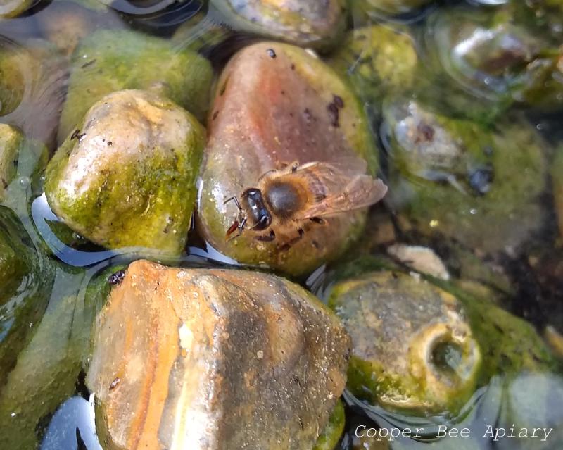 Water forager