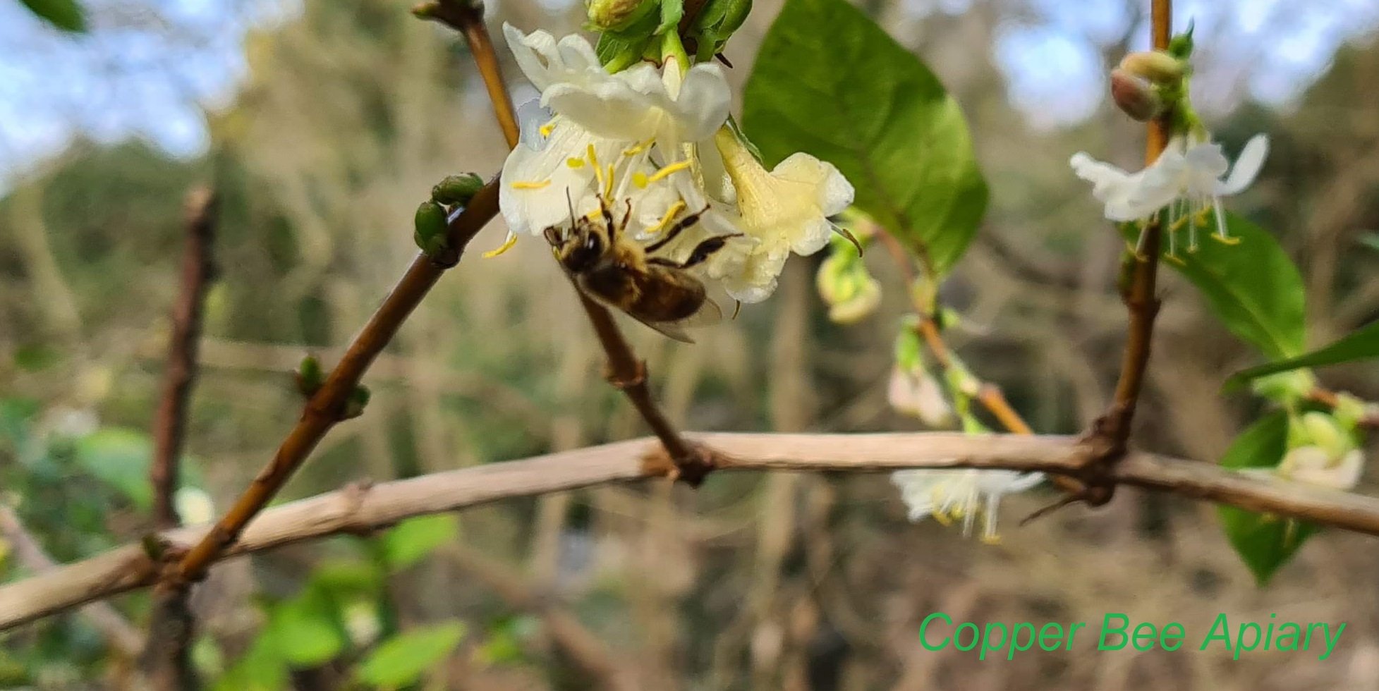 Forager on shrub honeysuckle