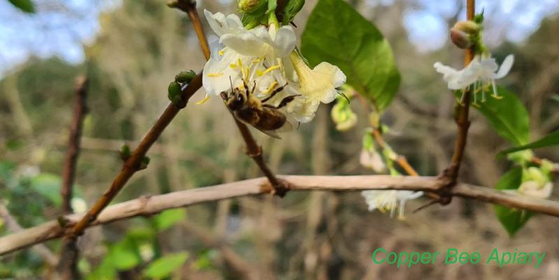Forager on shrub honeysuckle