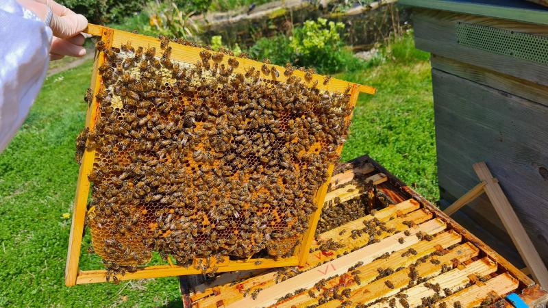 Checking for queen cells