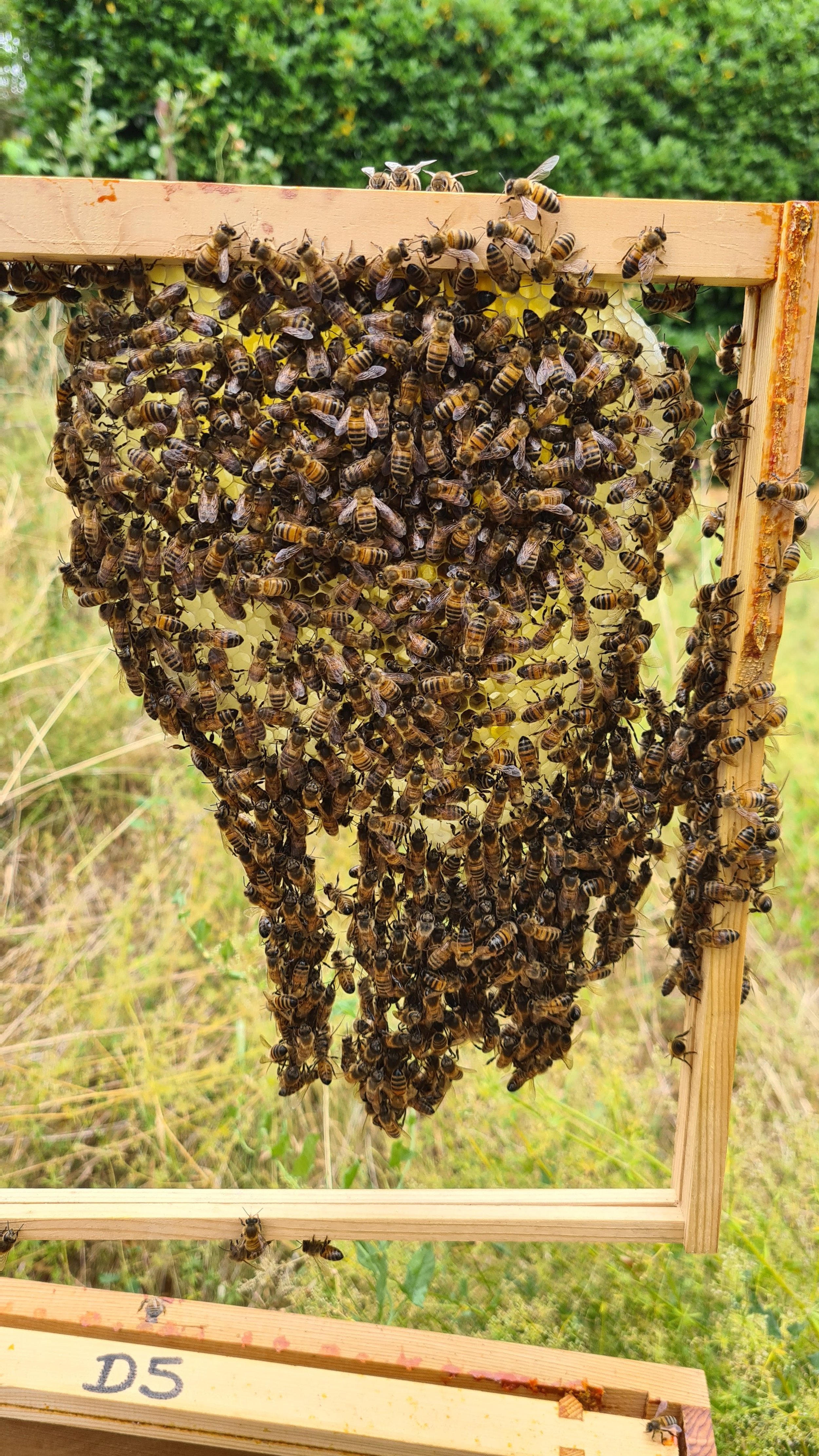 Bees drawing comb
