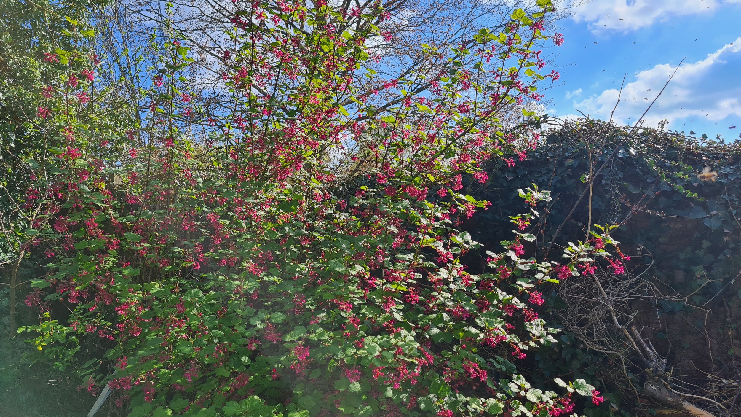 Flowering currant - the season begins