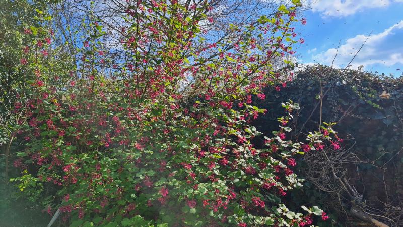 Flowering currant - the season begins