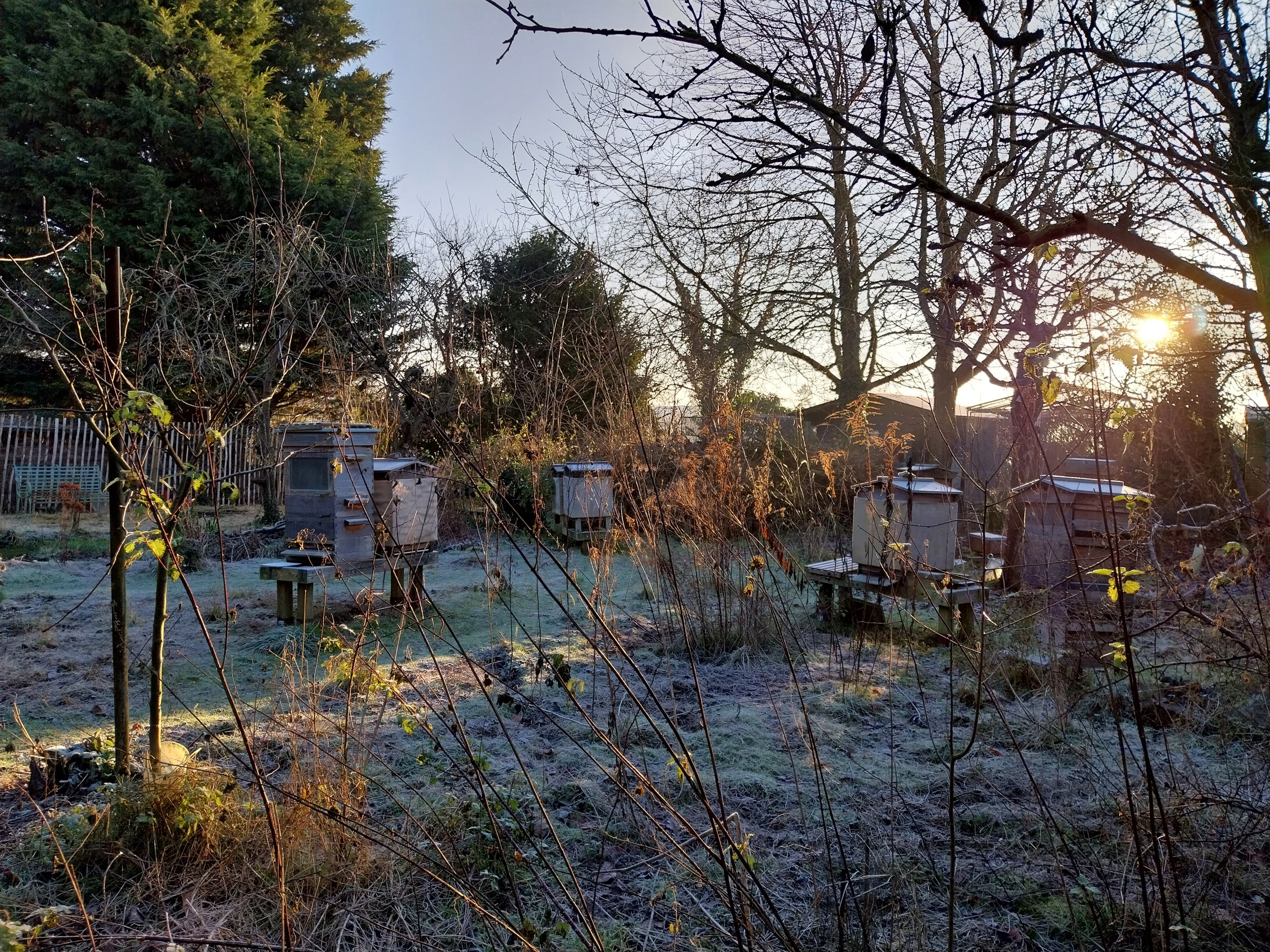 Morning in the apiary