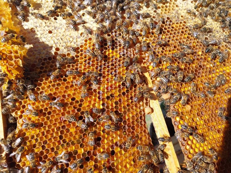 Pollen stores