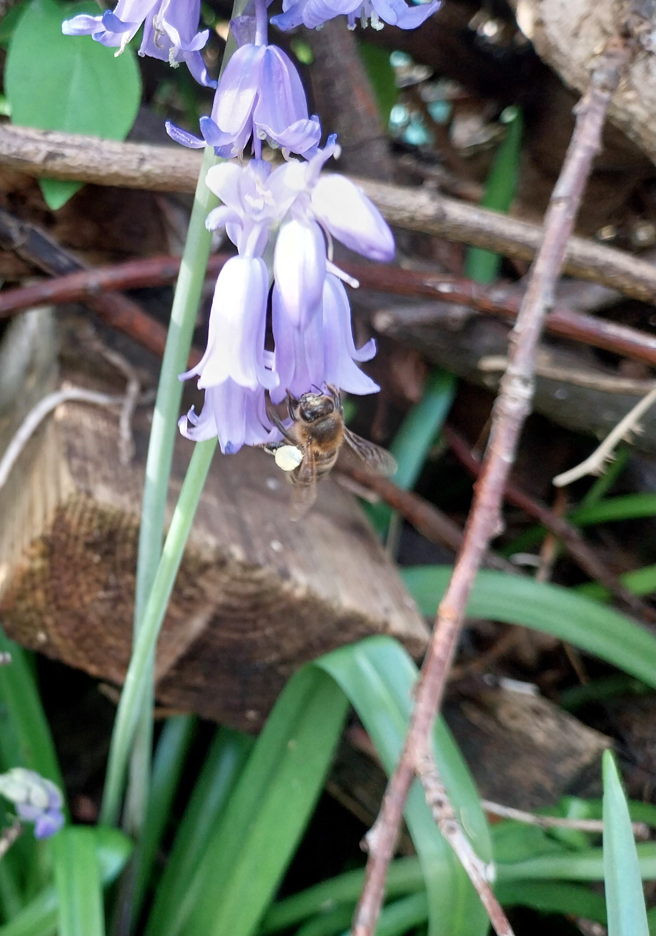 Pollen forager