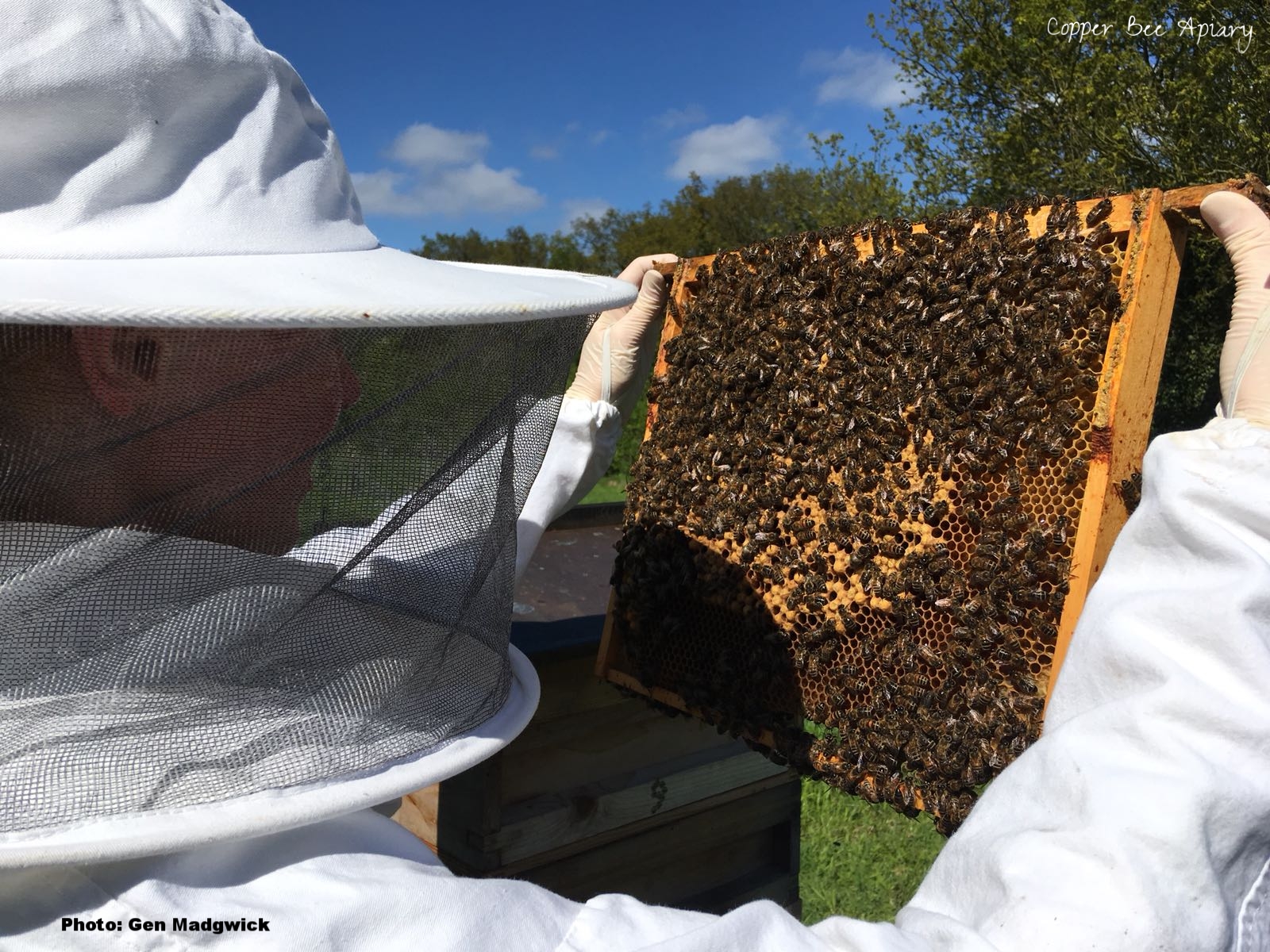 Beekeeping in the orchard