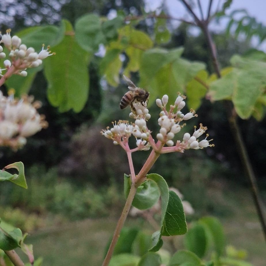 "Bee Bee" Tree
