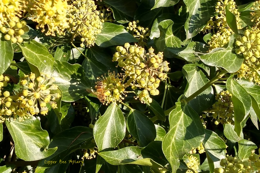 Honey bee on ivy