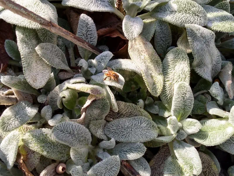 Water forager on Stachys leaf