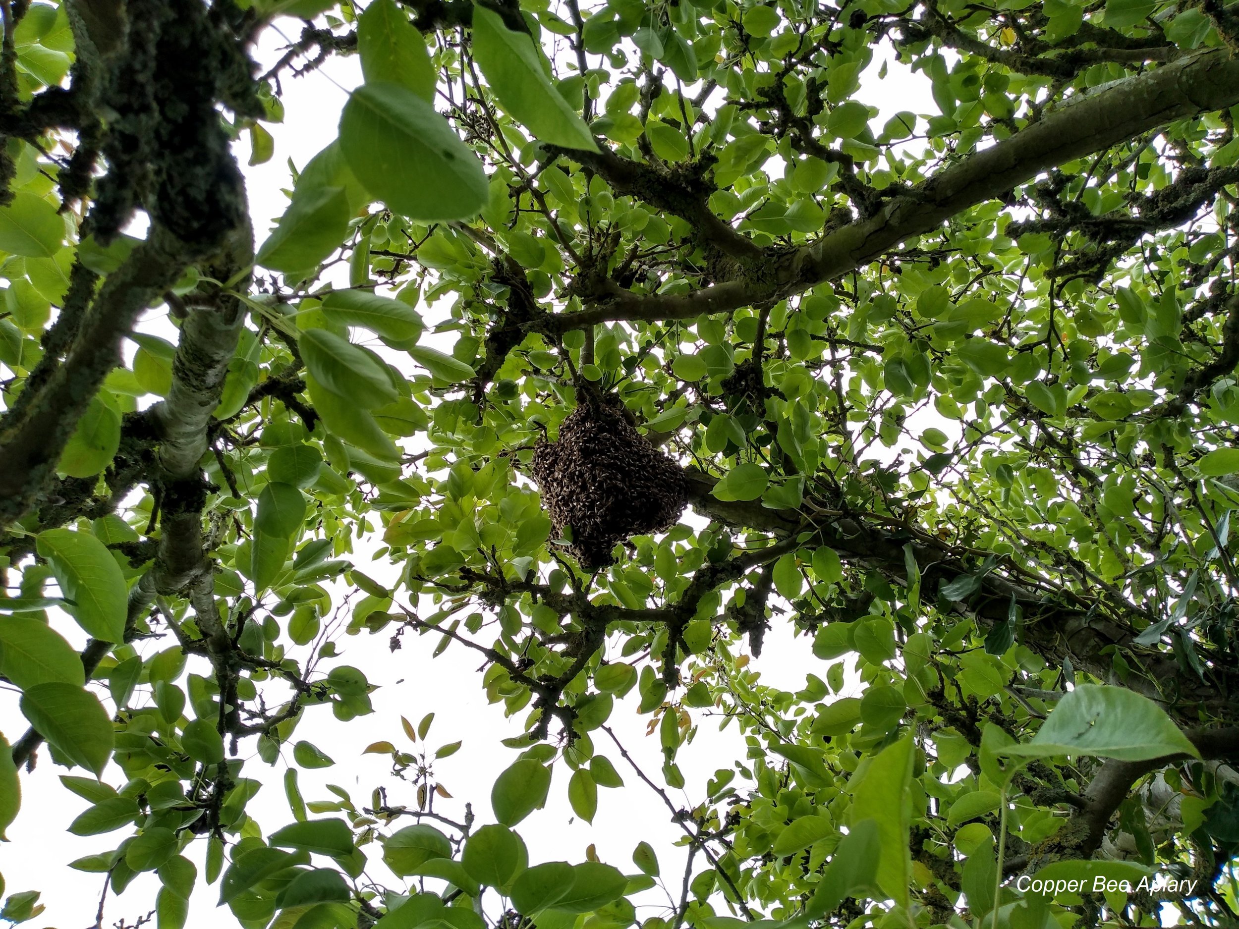 Queen Romaine's Swarm