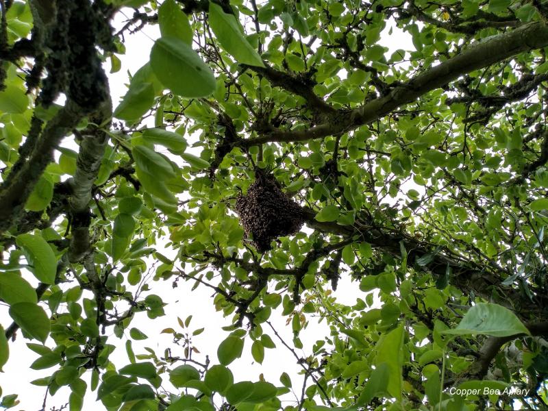 Queen Romaine's Swarm