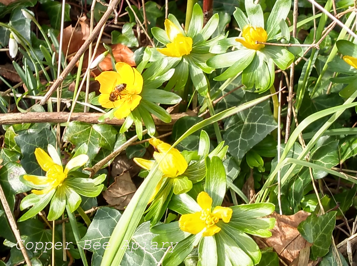 Winter Aconite