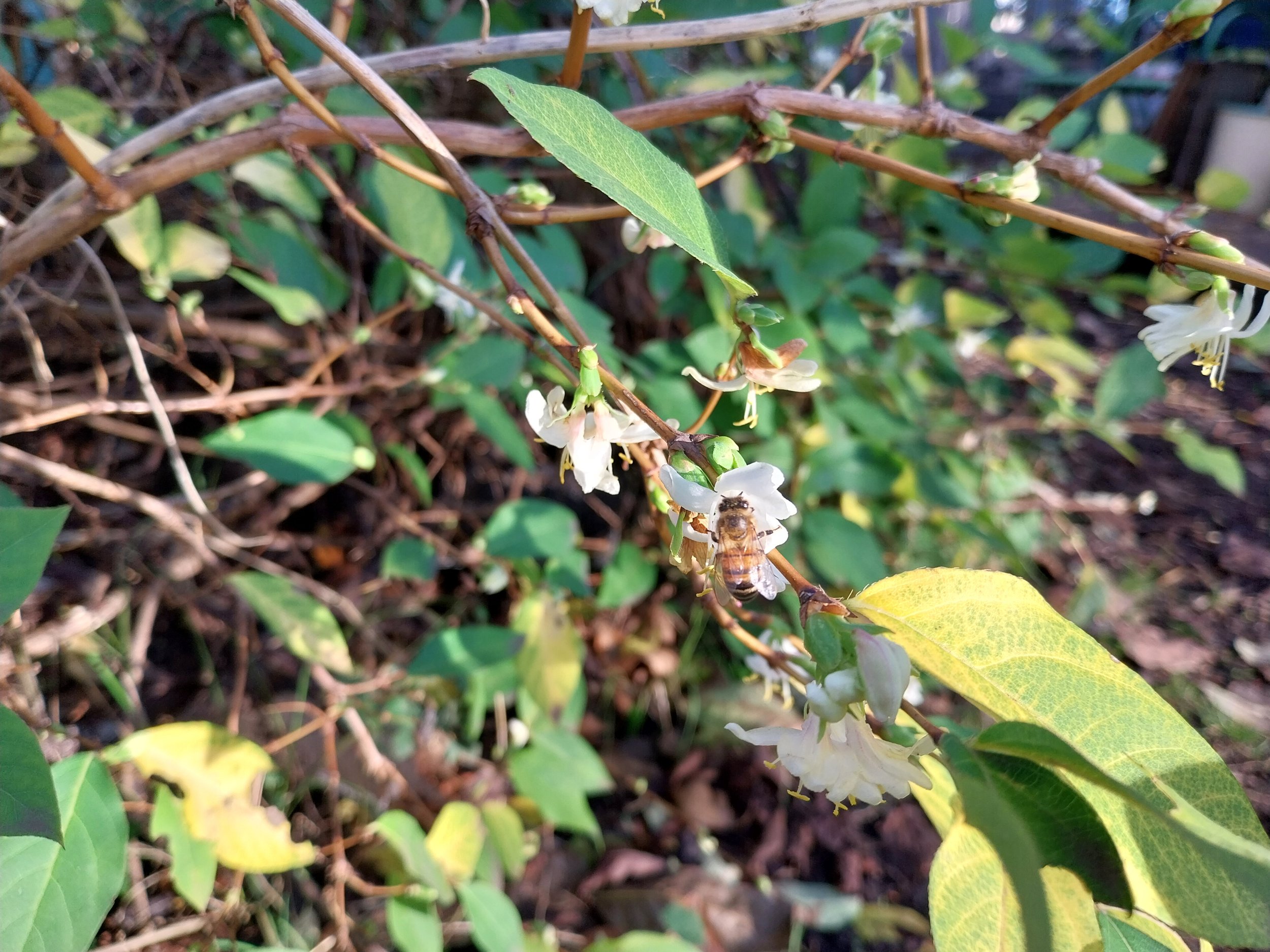 Shrub honeysuckle