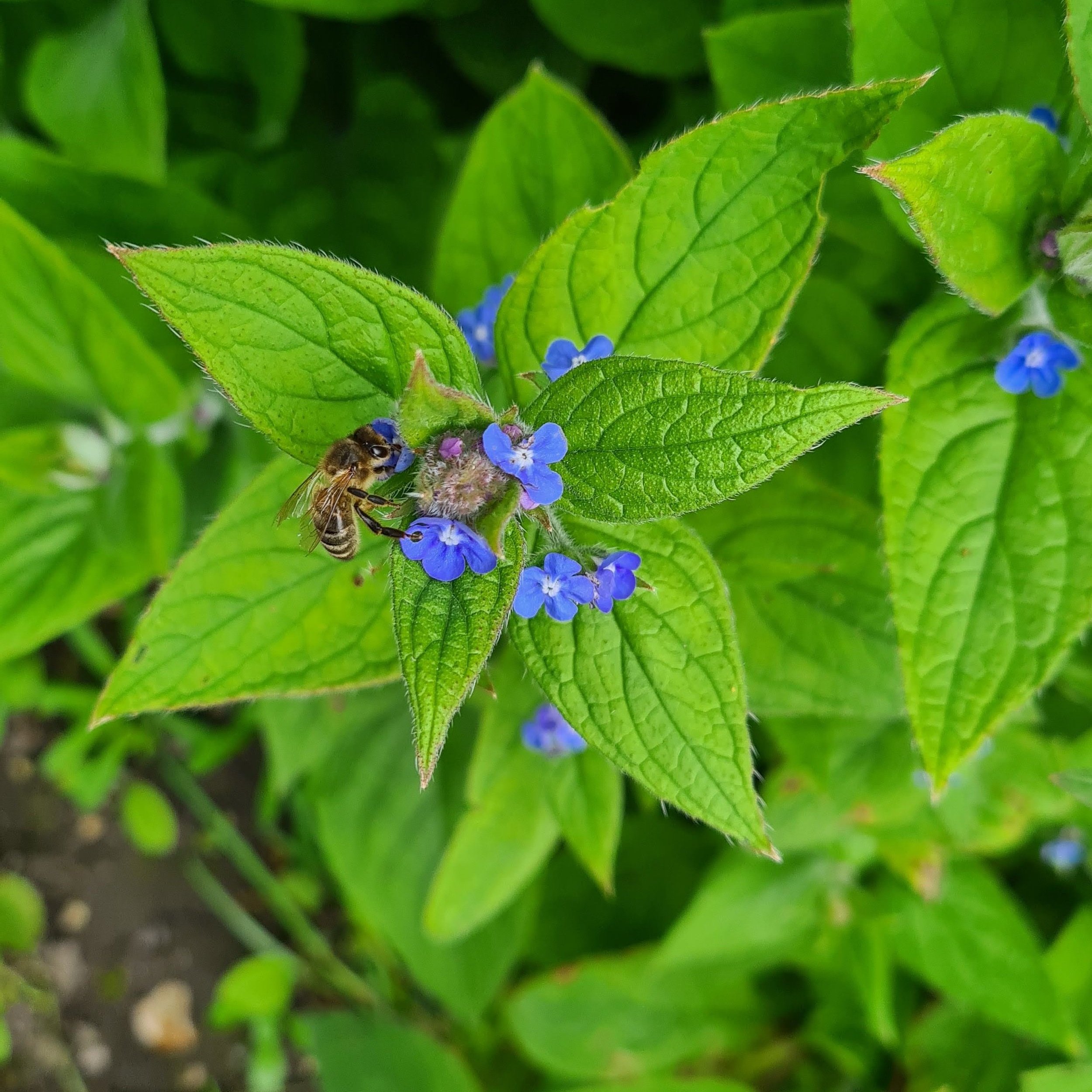 Forager on green alkanet
