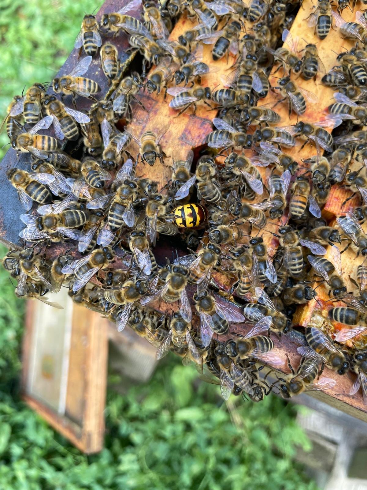 Hornet attempting to enter an open hive