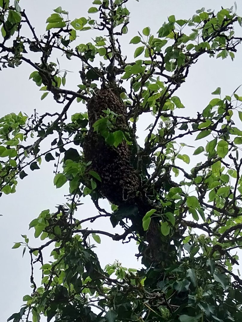 Prime swarm