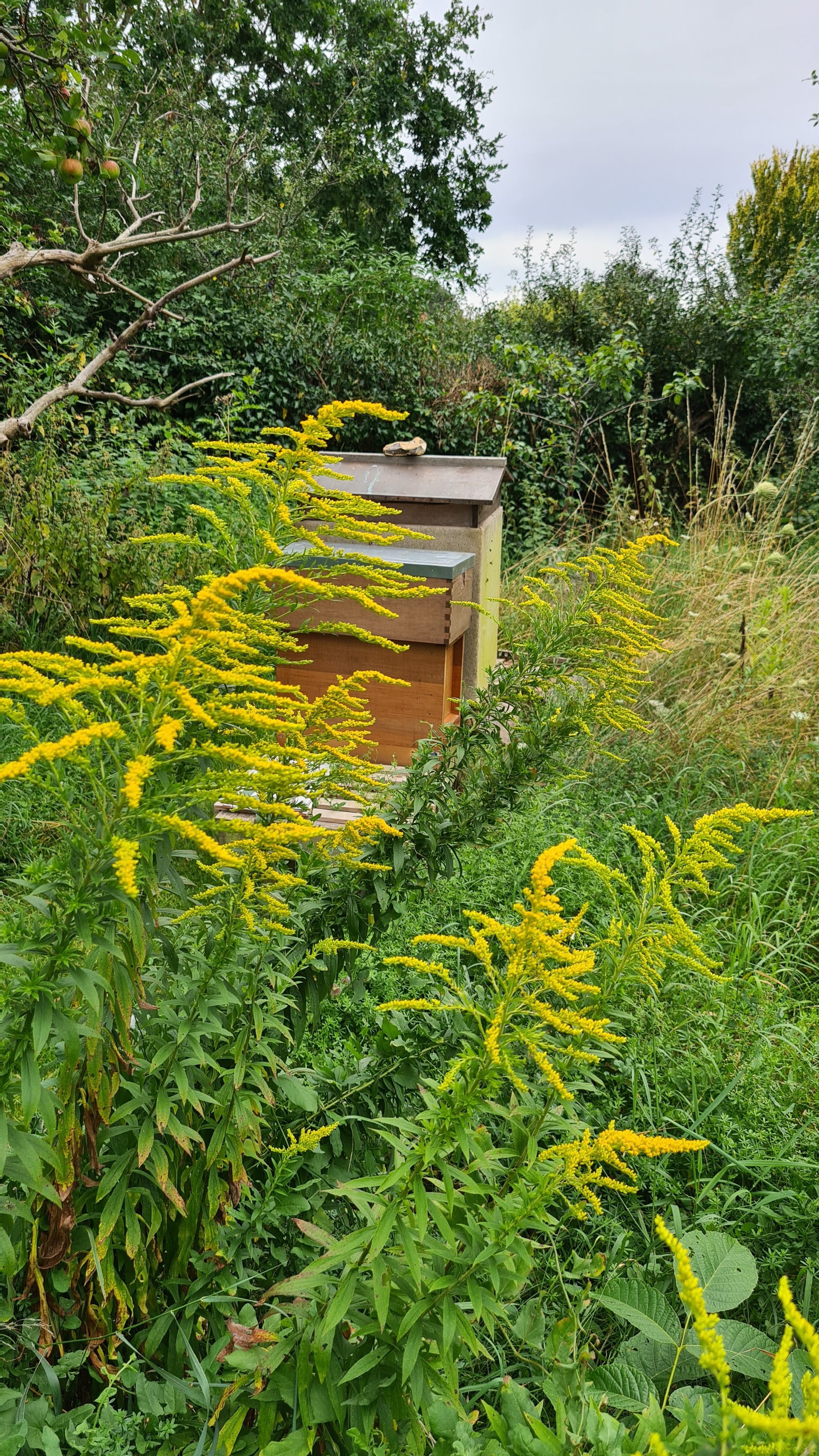 Solidago in the apiary
