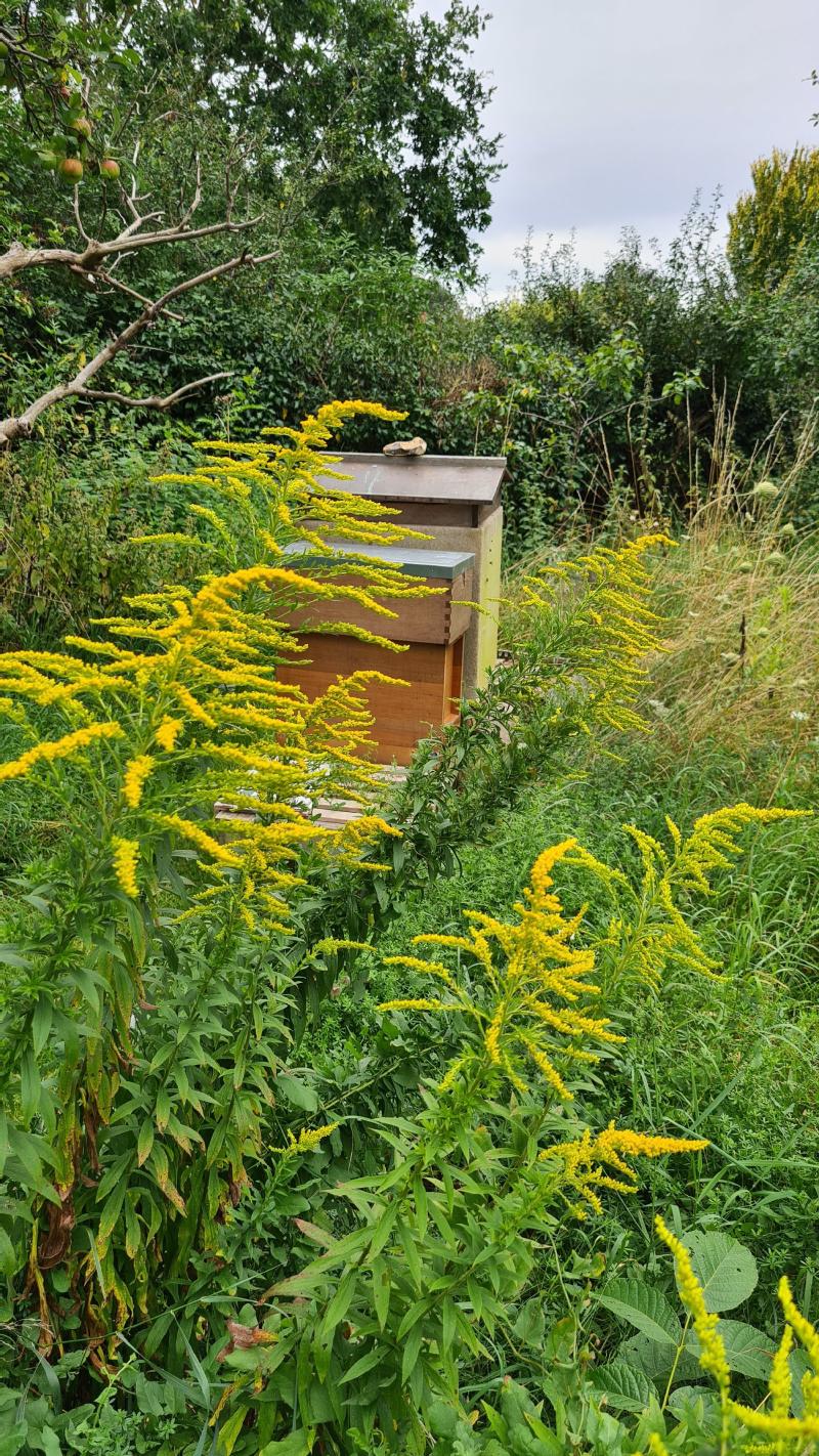 Solidago in the apiary