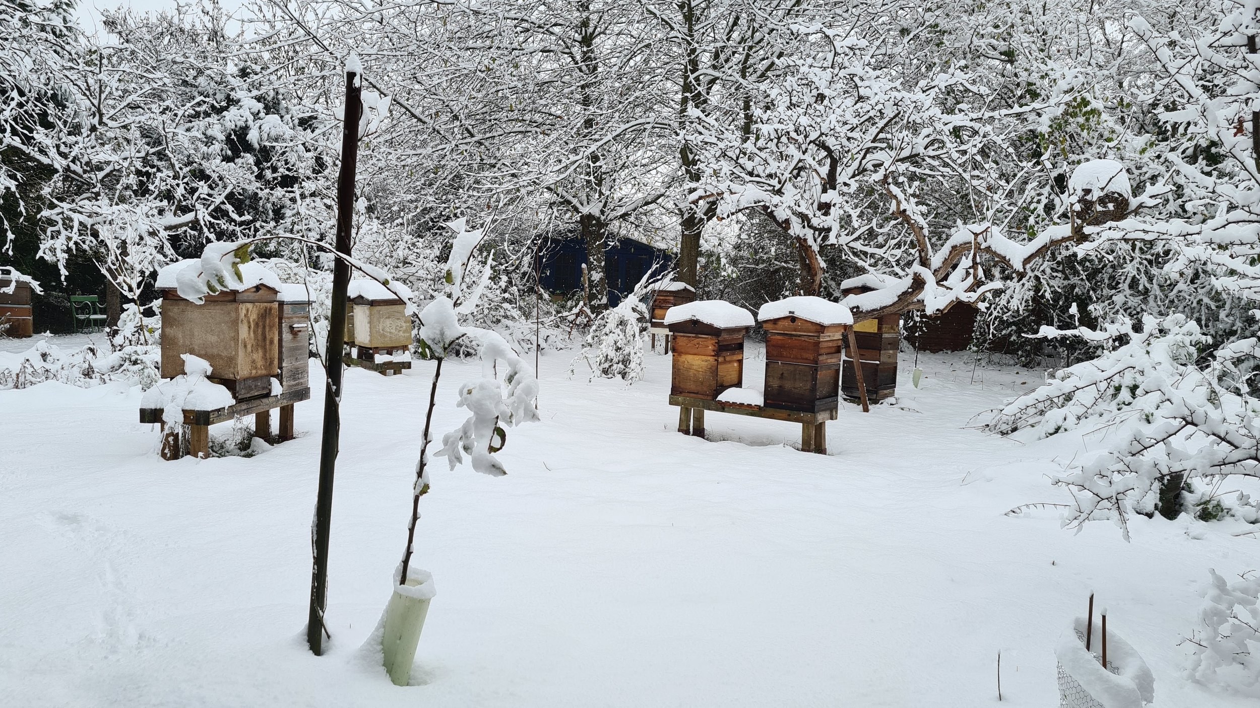 Apiary in snow