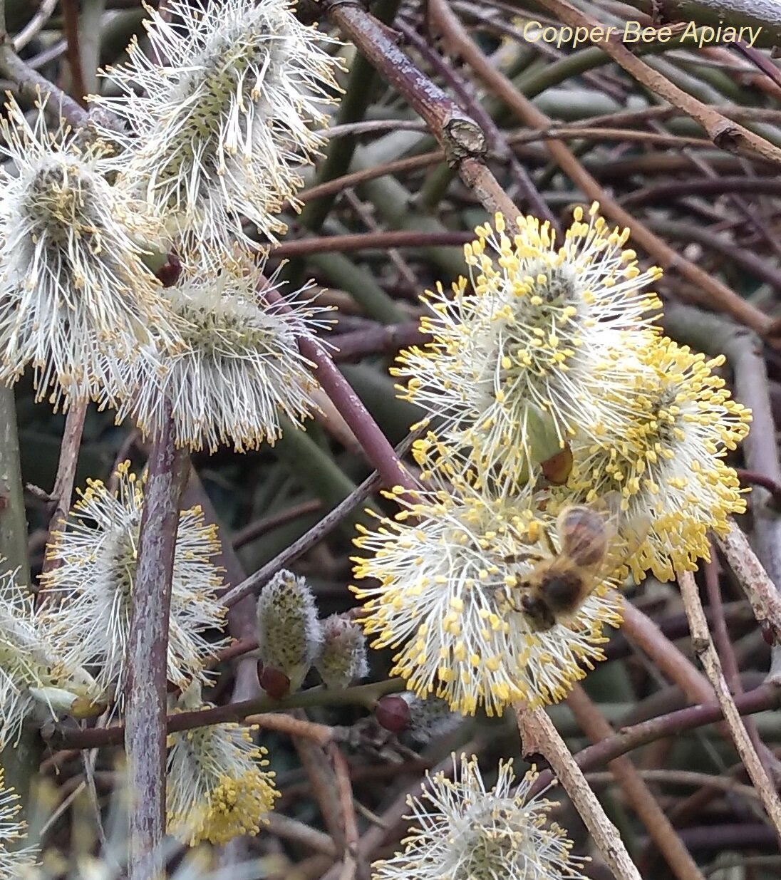 Spring Pollen Harvest