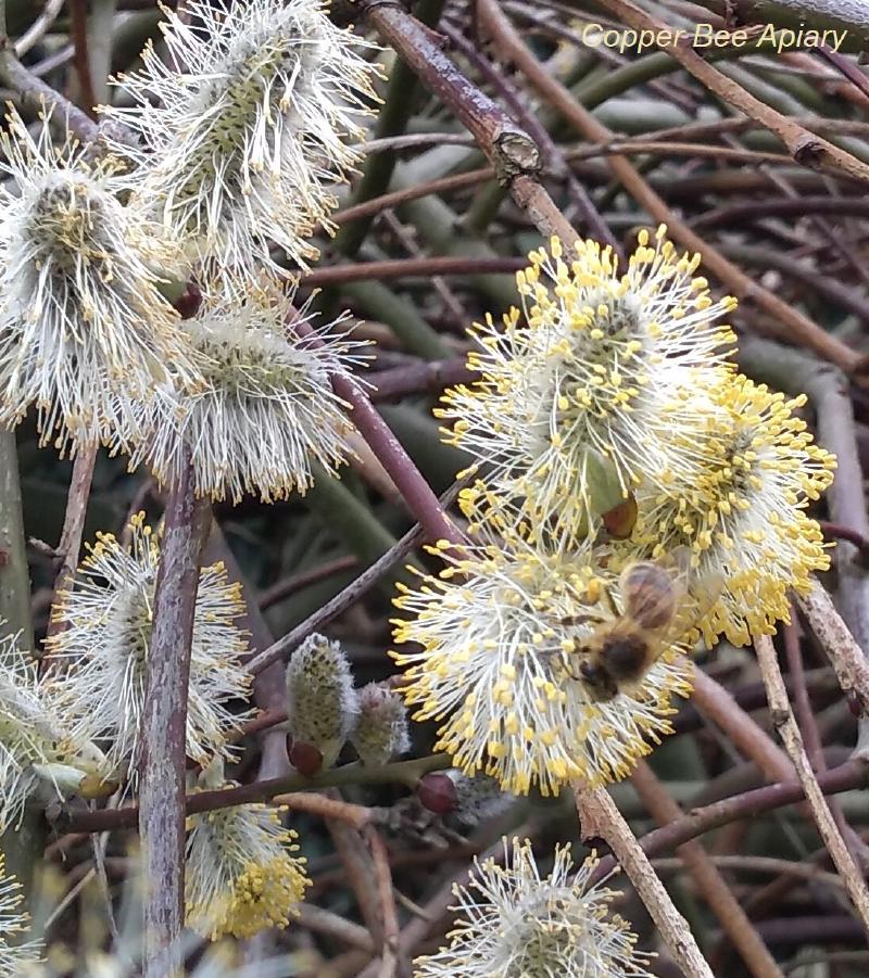Spring Pollen Harvest