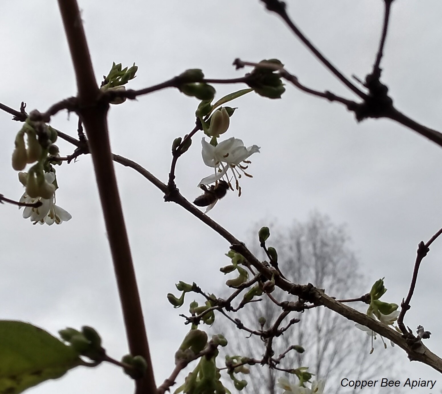 Winter honeysuckle