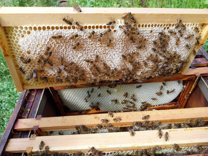 Honey being capped