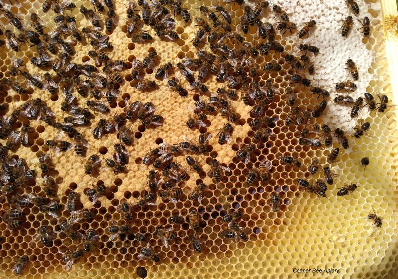 Comb with purple pollen