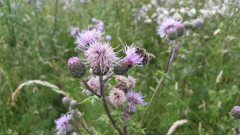 Thistle2.jpg