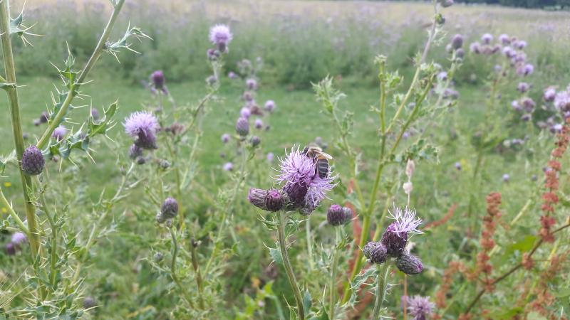 Thistle.jpg