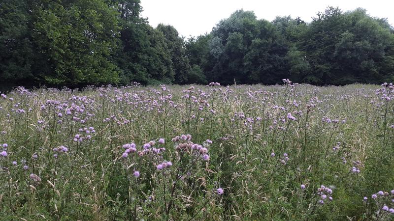 Thistles.jpg