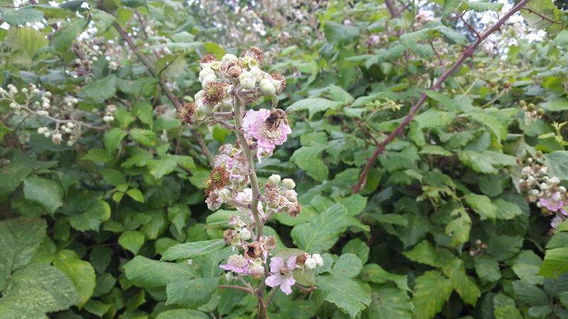 bramblebee.jpg