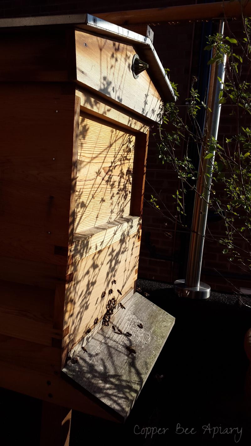 Cedar Hive