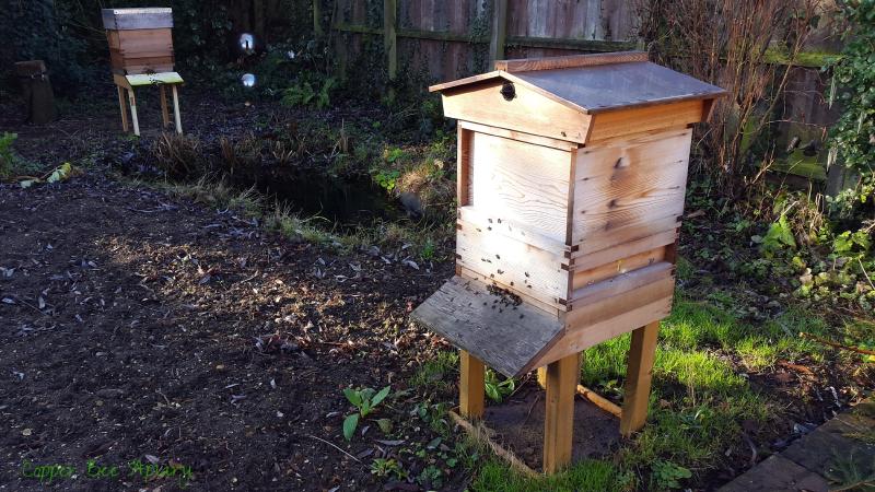 Copper Hive and Pond Hive
