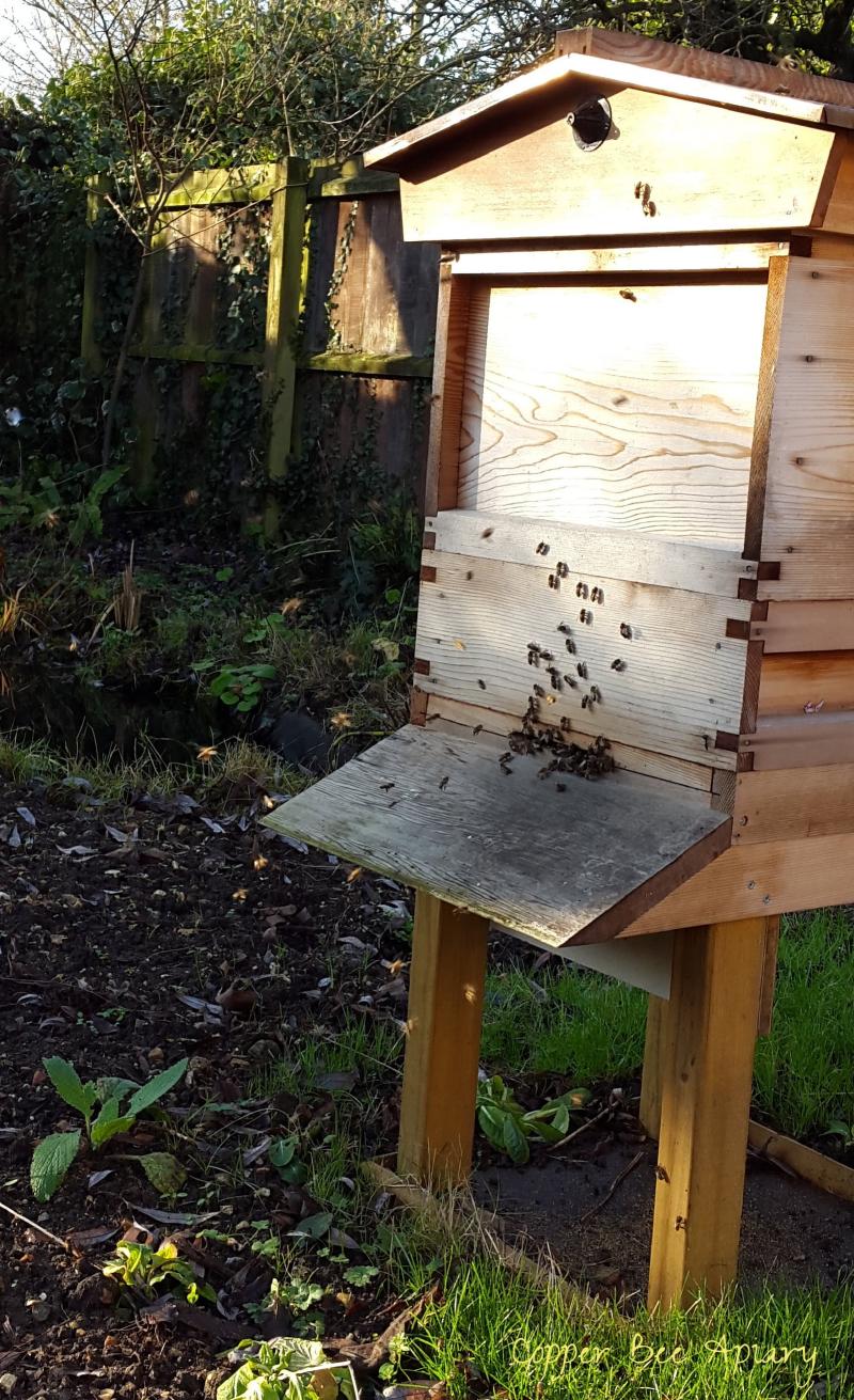 Copper Hive