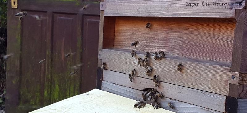Pond Hive