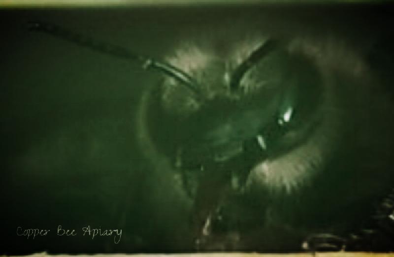 Bee sticking her tongue out.