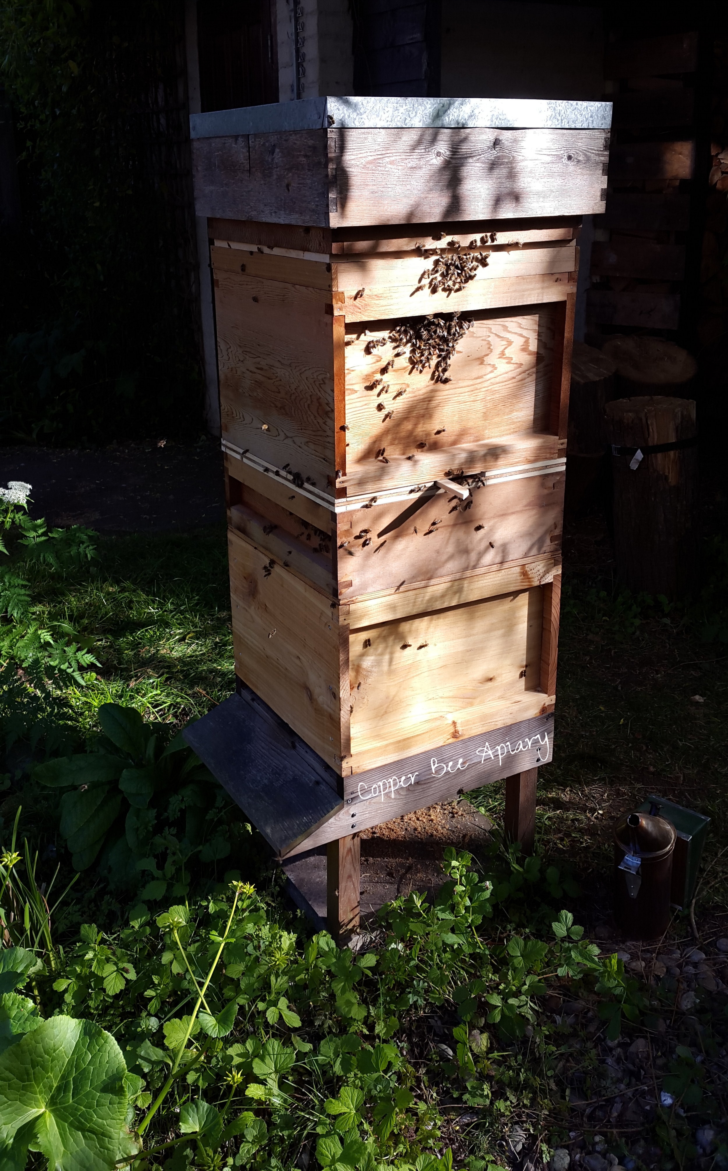 Vertically split Pond Hive with new Snelgrove entrance