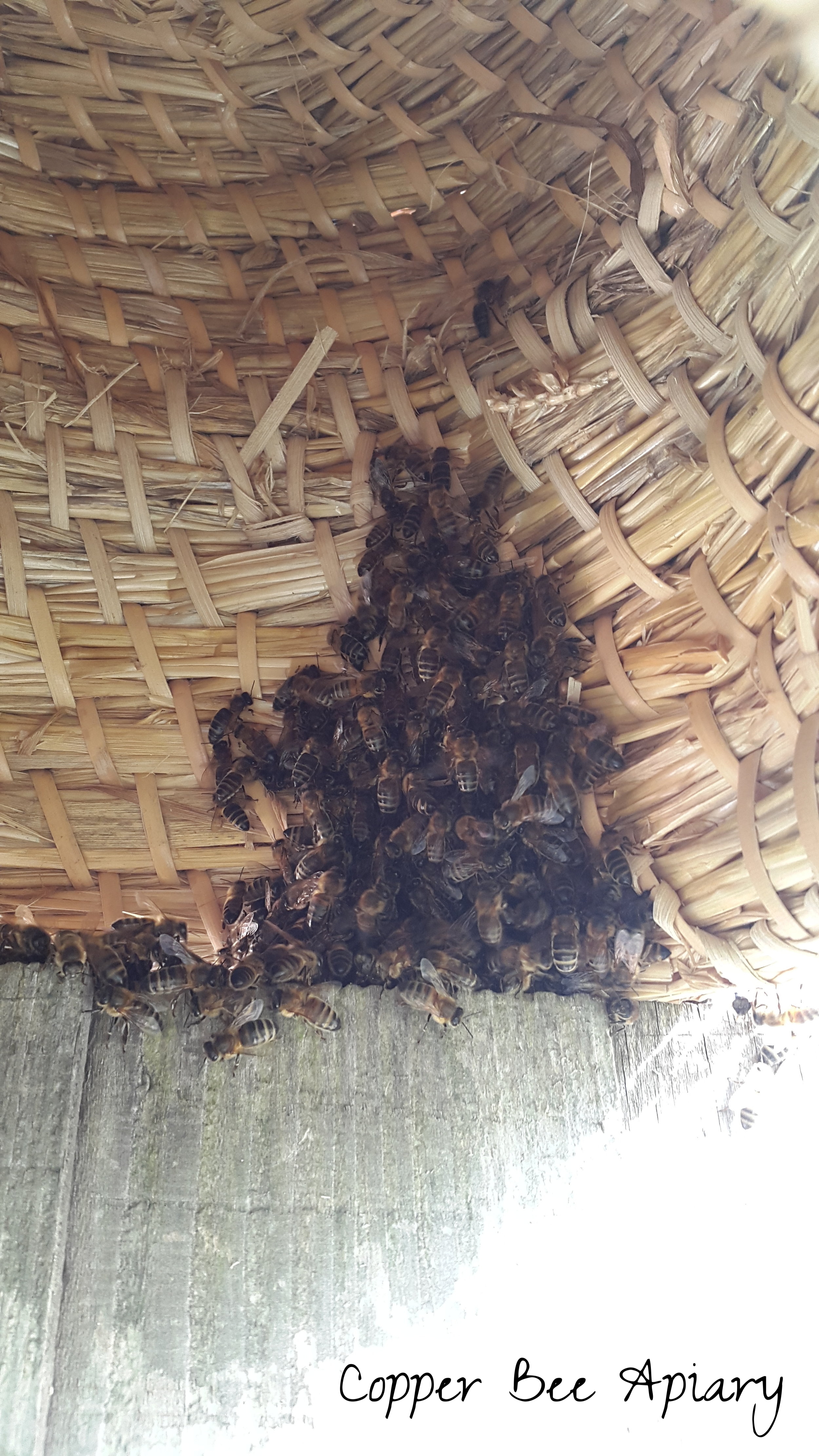 View inside skep