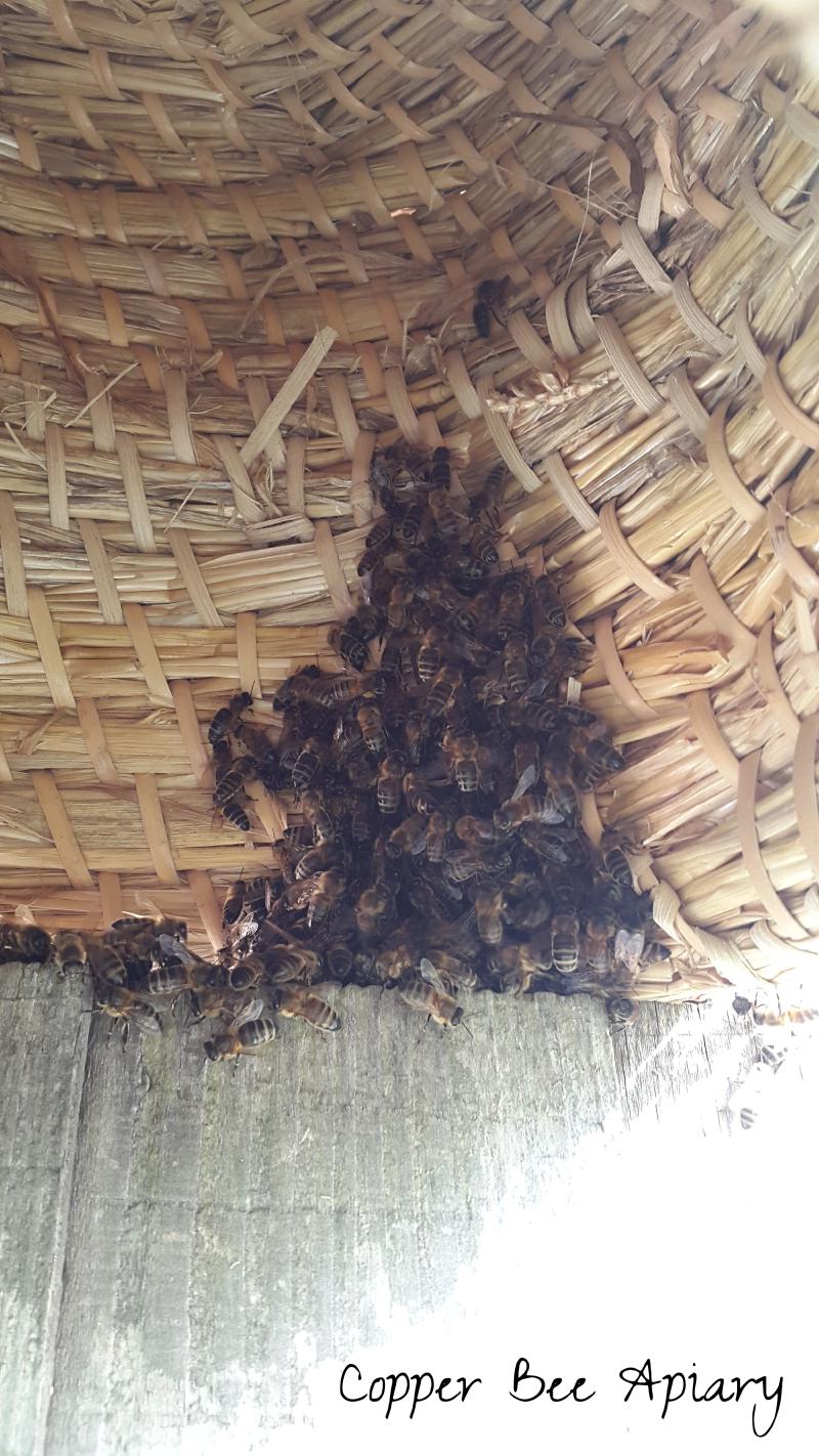 View inside skep