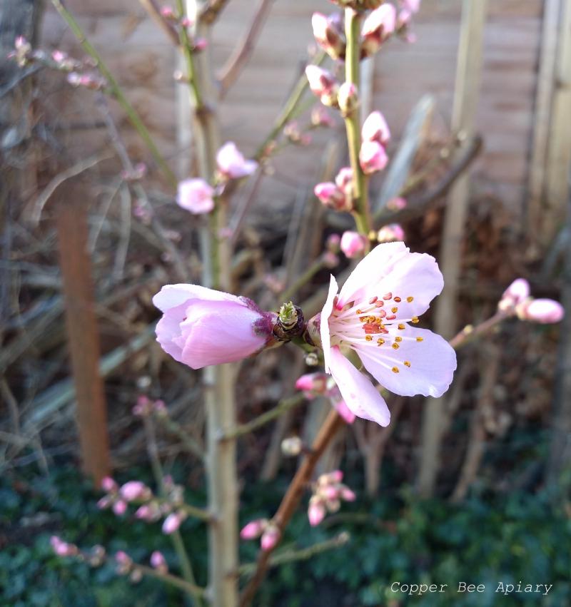 Almond blossom